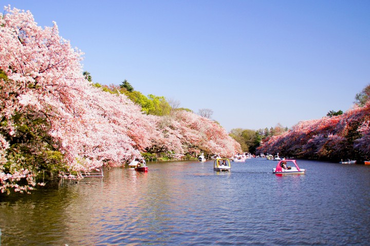 Inokashira grace Park