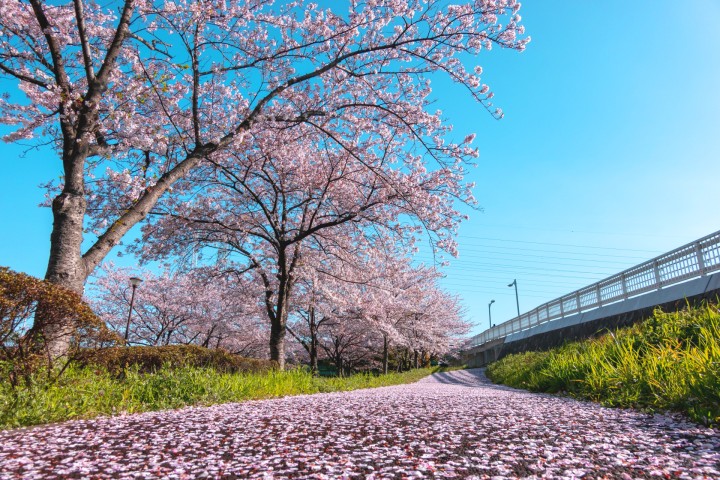 Komatsu River Thousand Sakura