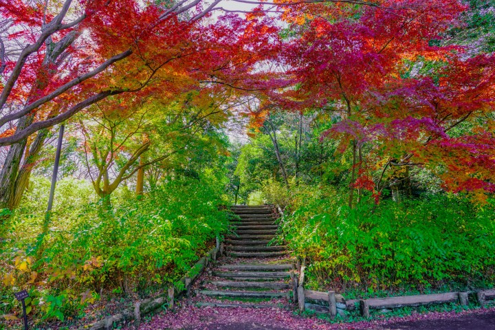 Fuchu hometown of forest Park