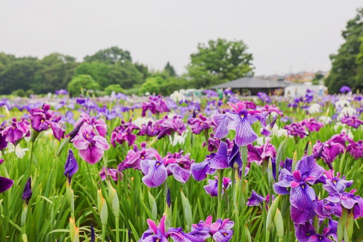 Kitayama Park