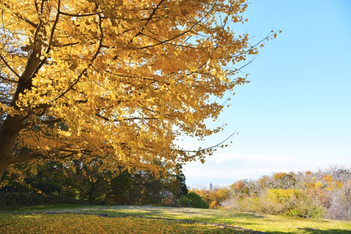 Sakuragaoka Park