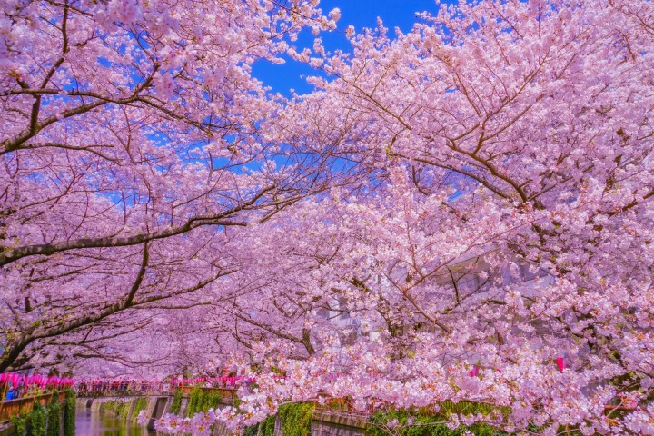 Meguro River (Cherry Blossom Street)