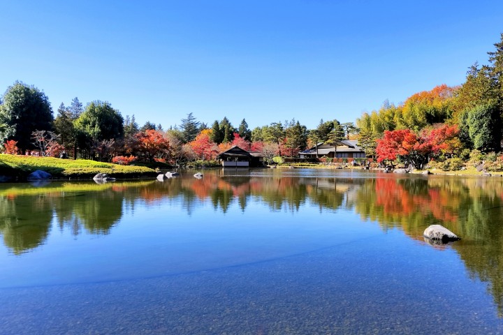 Showa Memorial Park